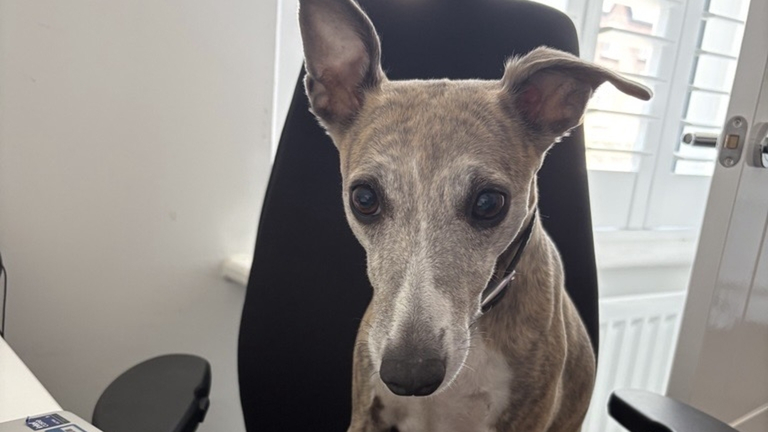 Whippet