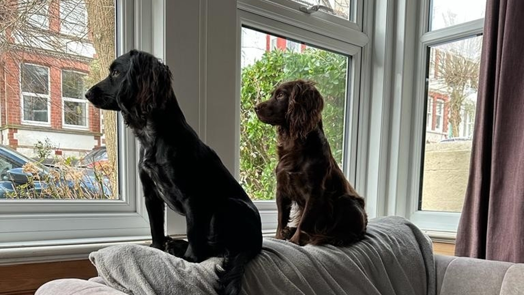 Millie And Bobby