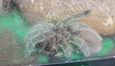 Tarantula RW