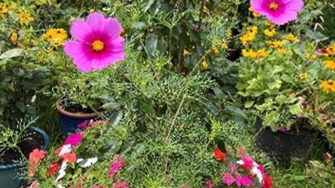 Flowers