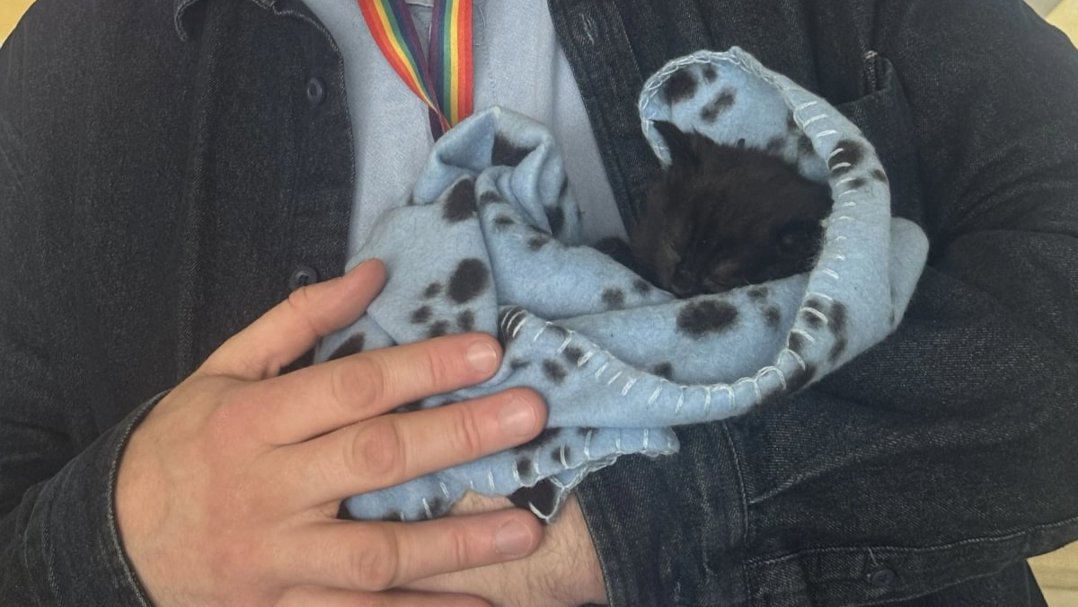 Kitten At Southway Youth And Community Centre Medium