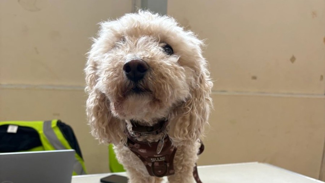 Dog Brought With Owners To Southway Youth And Community Centre Medium